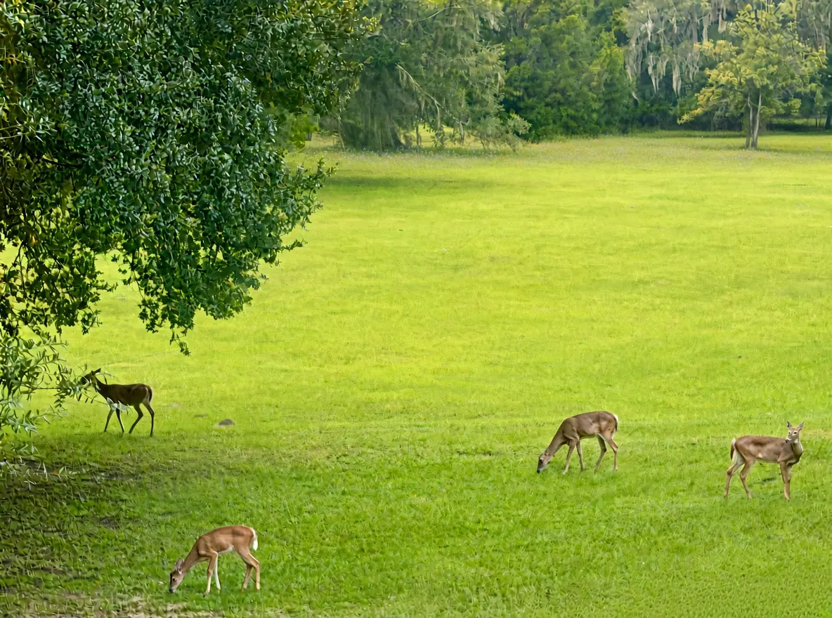 Four white-tailed deer grazing on the open meadow at Rivendell Springs
