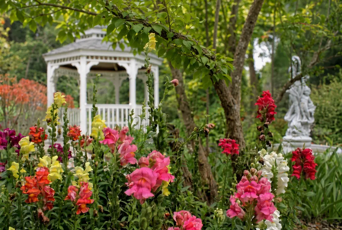 A white gazebo behind a bed of snapdragons in a botanical garden