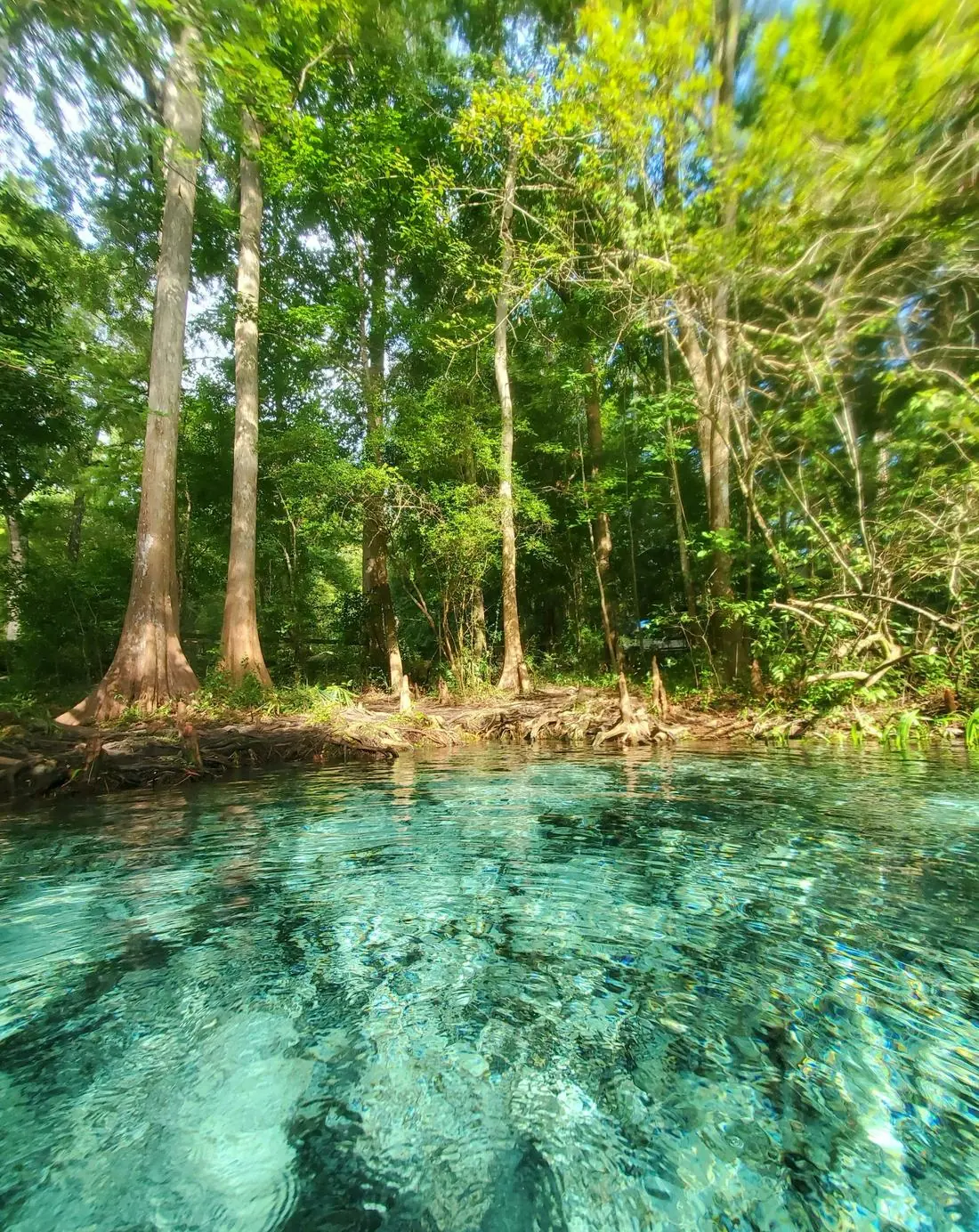 Clear turquoise spring water beneath cypress trees on the Santa Fe River