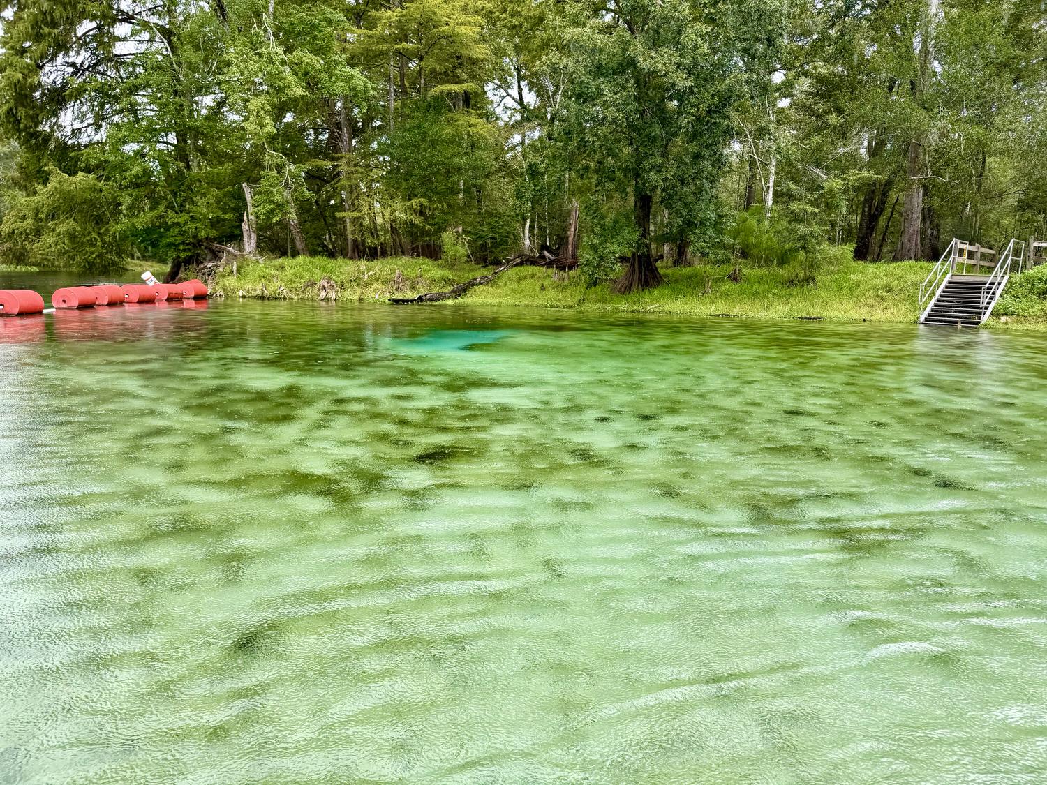 A spring swimming area on the Santa Fe River, with a buoy line and entry steps
