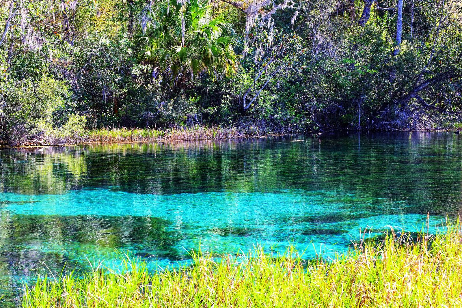 Clear turquoise spring water running out beneath palms and cypress
