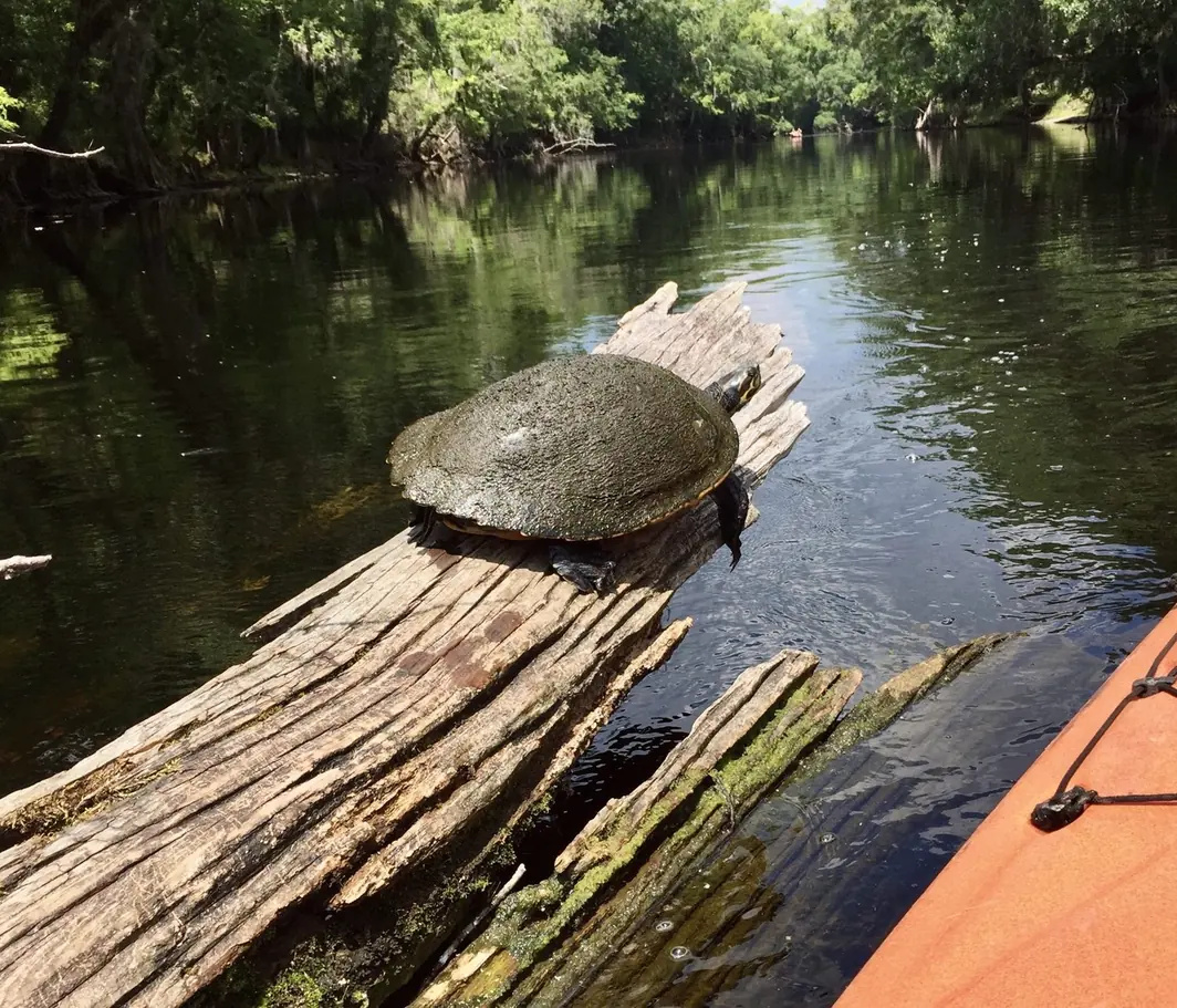 A turtle basking on a cypress log beside a kayak on the Santa Fe River